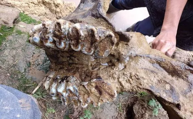 mastodonte-andino-1jpg