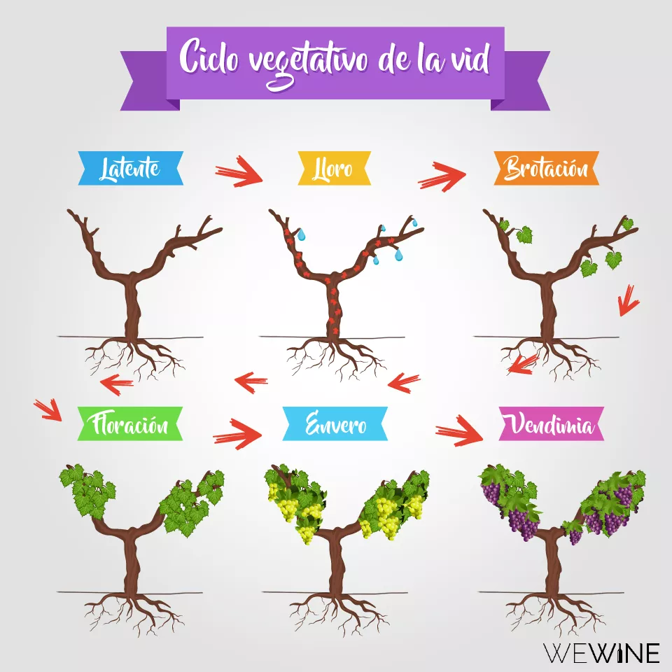 ciclo-vegetativo-de-la-vid