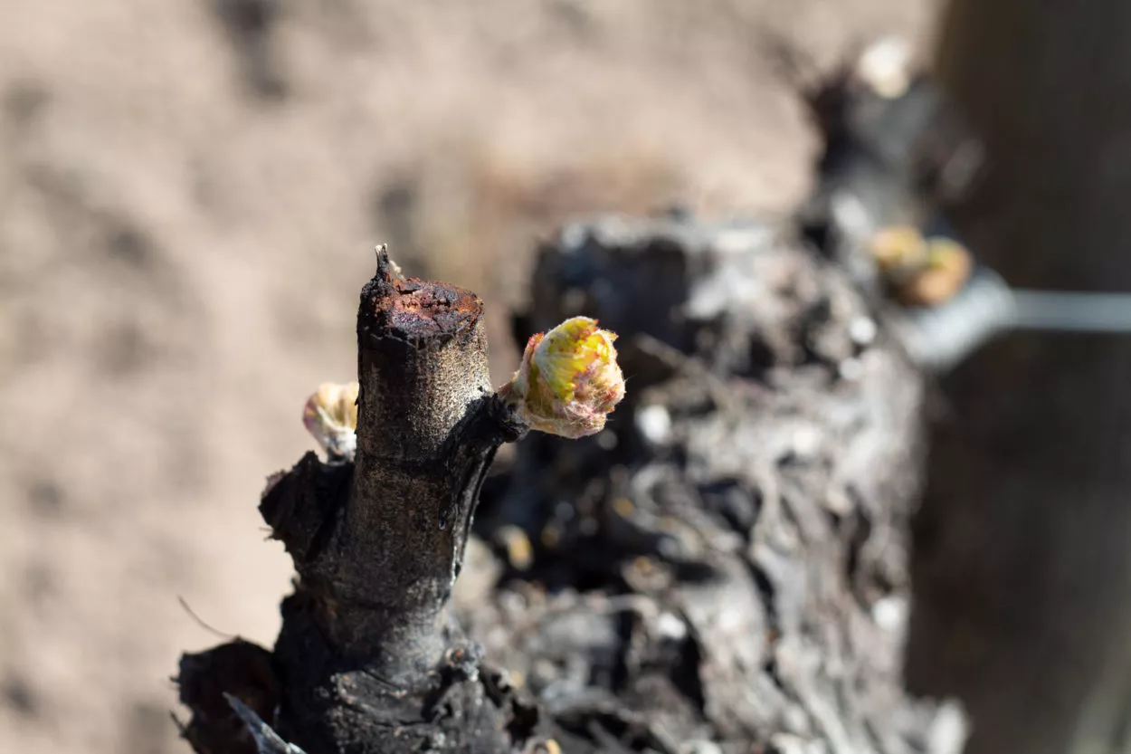 brotacion-hojas-verdes-vid-1024x834