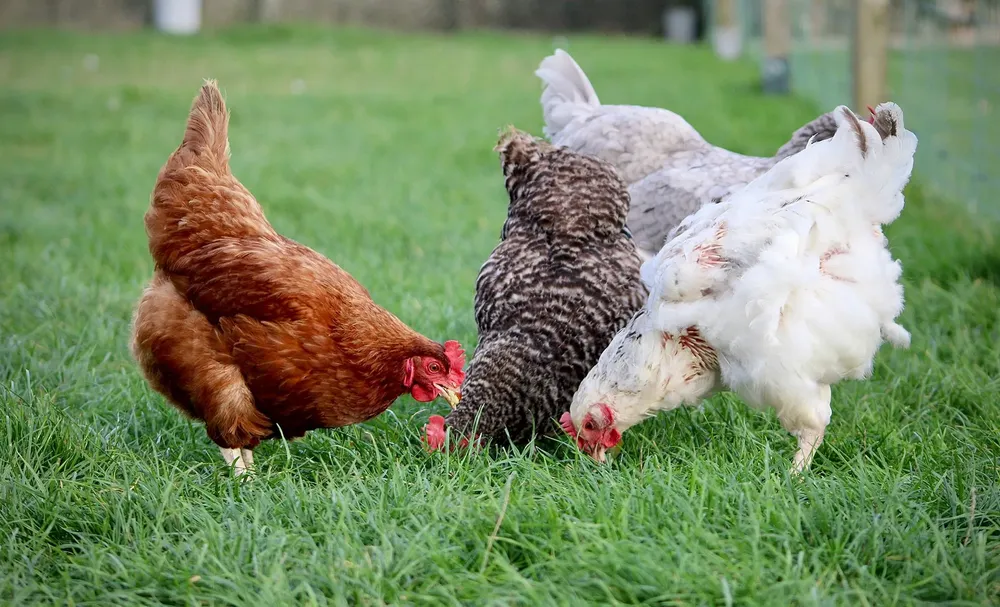 gallinas