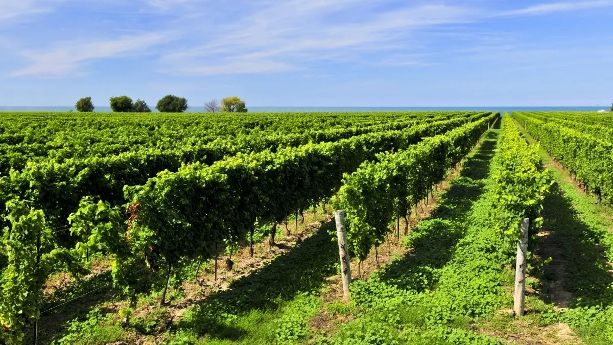 cubierta-vegetal-vinedo