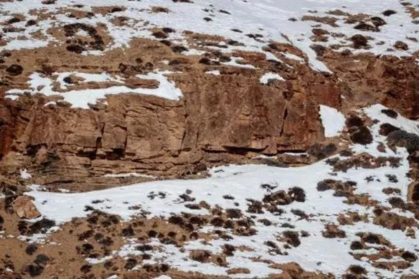 Viral-donde-esta-el-leopardo-de-las-nieves