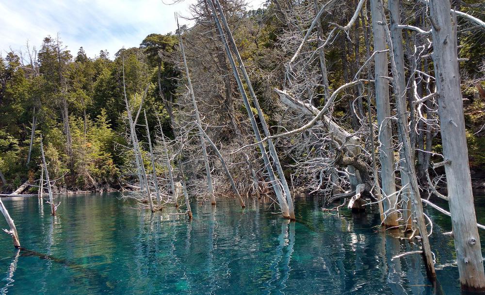 Bosque sumergido (Villa Traful - Neuquén)