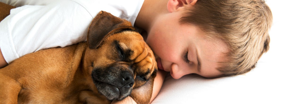 dormir-mascota-grande