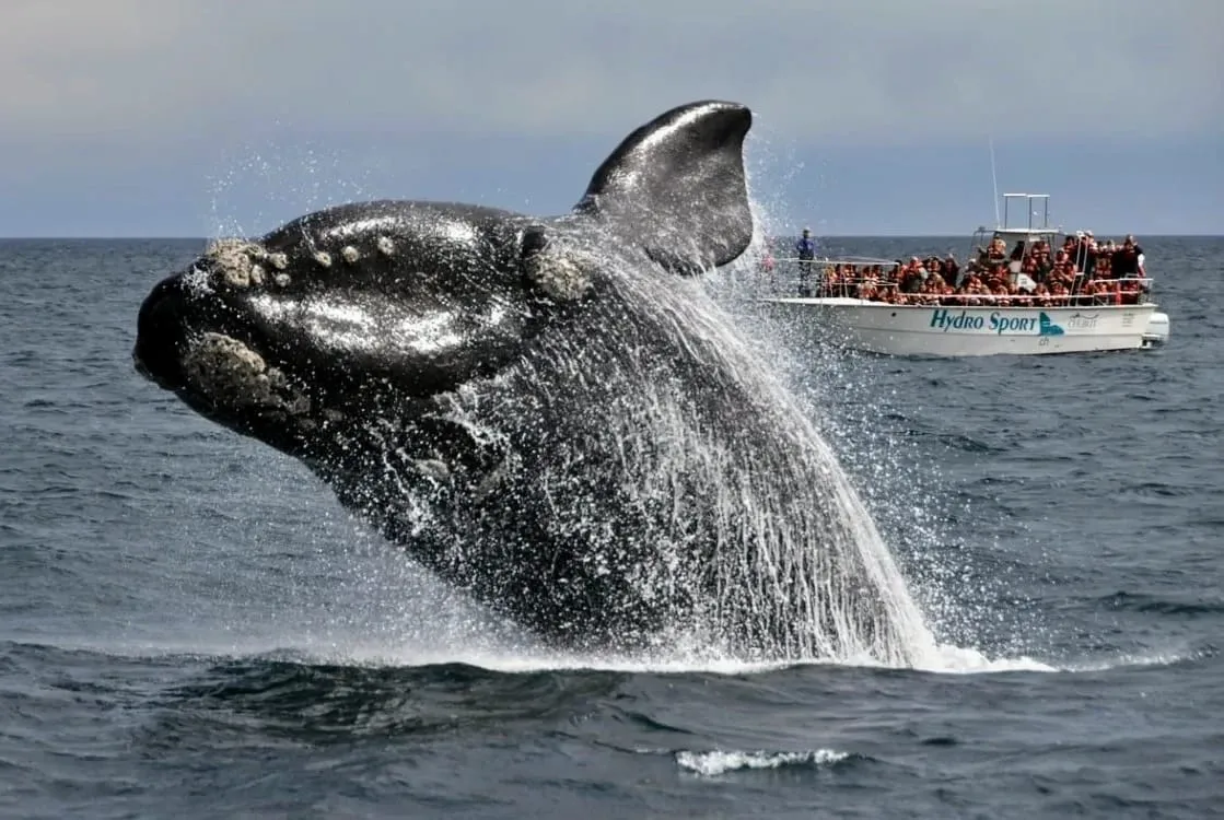 Comienza La Temporada De Ballenas Francas Australes En Chubut