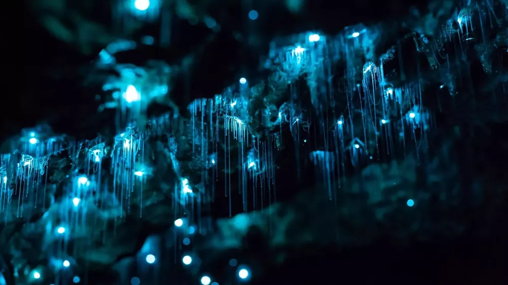 Cuevas de Waitomo Glowworm 4.1 (Nva Zelanda)