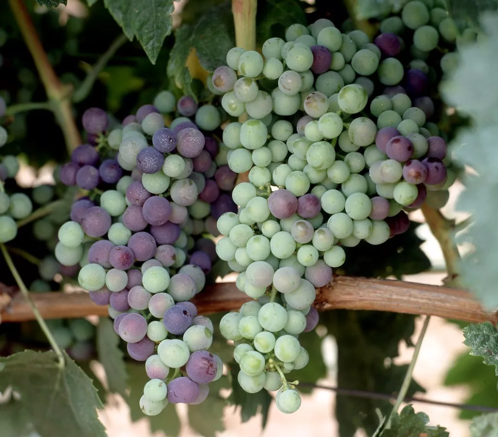 envero-uvas-verdes-rojas-1024x900