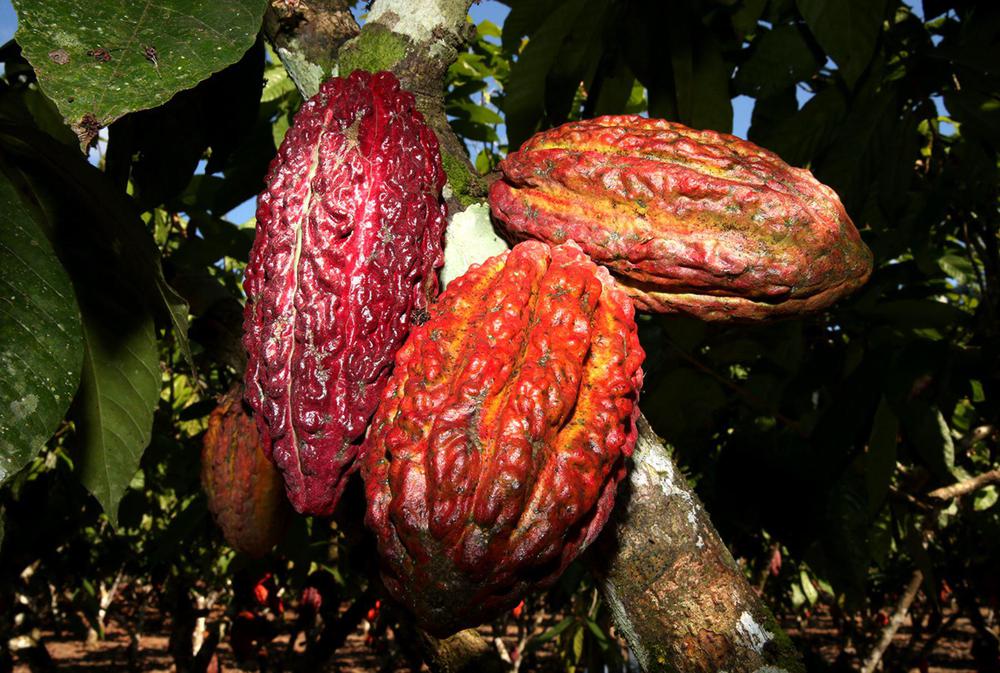 semillas cacao