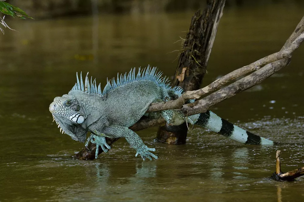 Caño Cristales 6 (Colombia)
