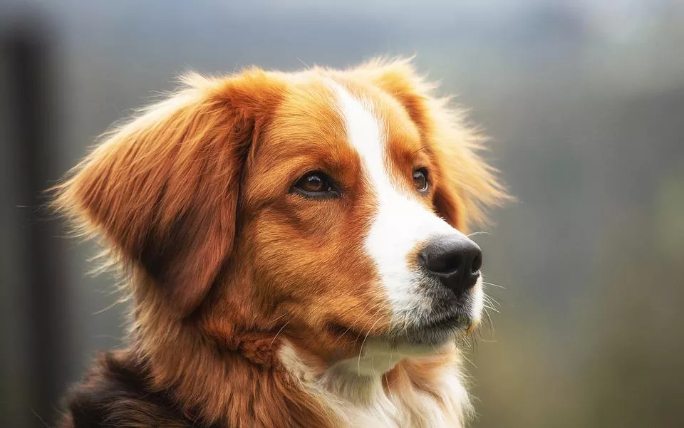 como_piensan_los_perros_7169_orig