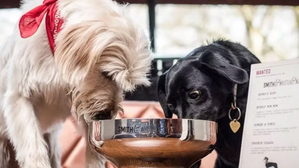 0805bar-canino-1213835