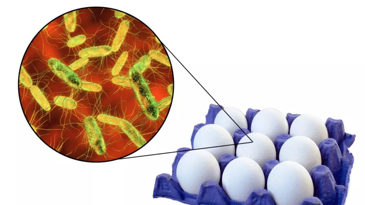 salmonella_2.png_366287663