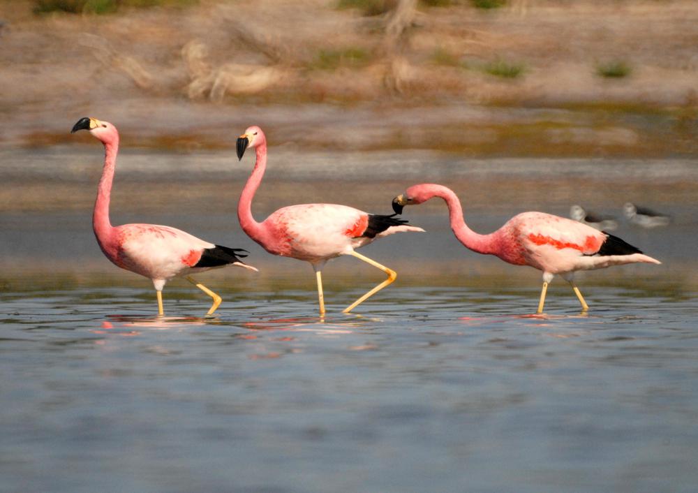 Miramar 4 (Córdoba)