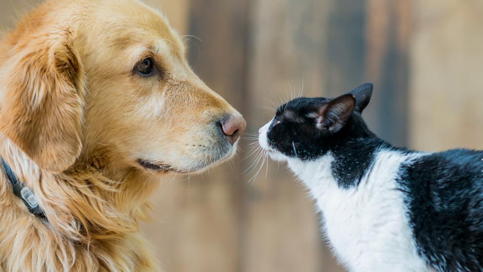 perros-y-gatos-mascotas