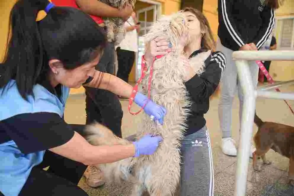 vacunacion perros gatos