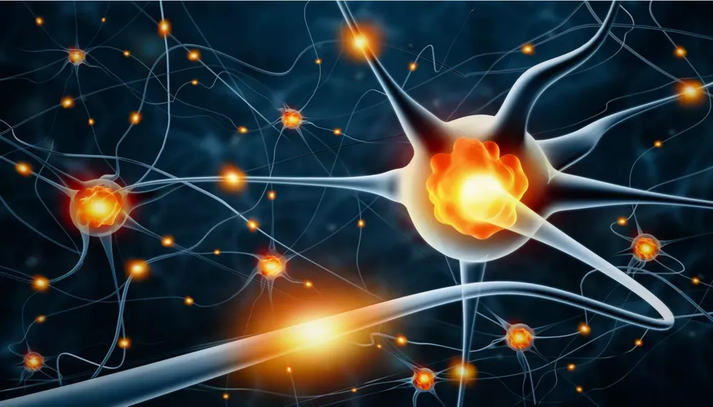 que_pasa_con_las_neuronas_muertas_en_el_cerebro