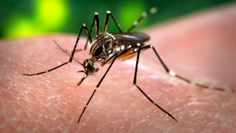 dengue_1.jpg_501420591