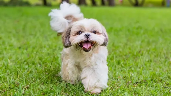 shih-tzu-webp