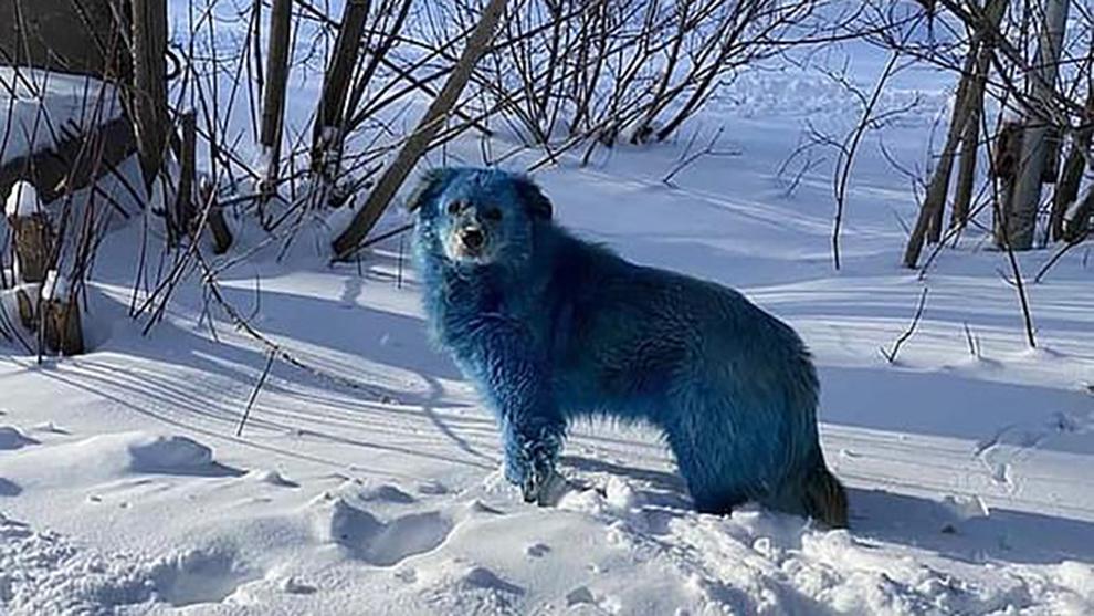 PERRO AZUL