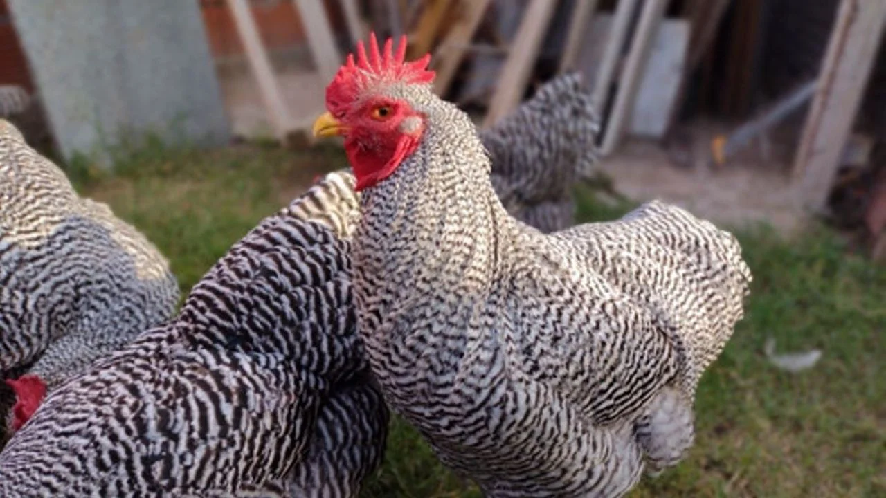 gallo bataraz