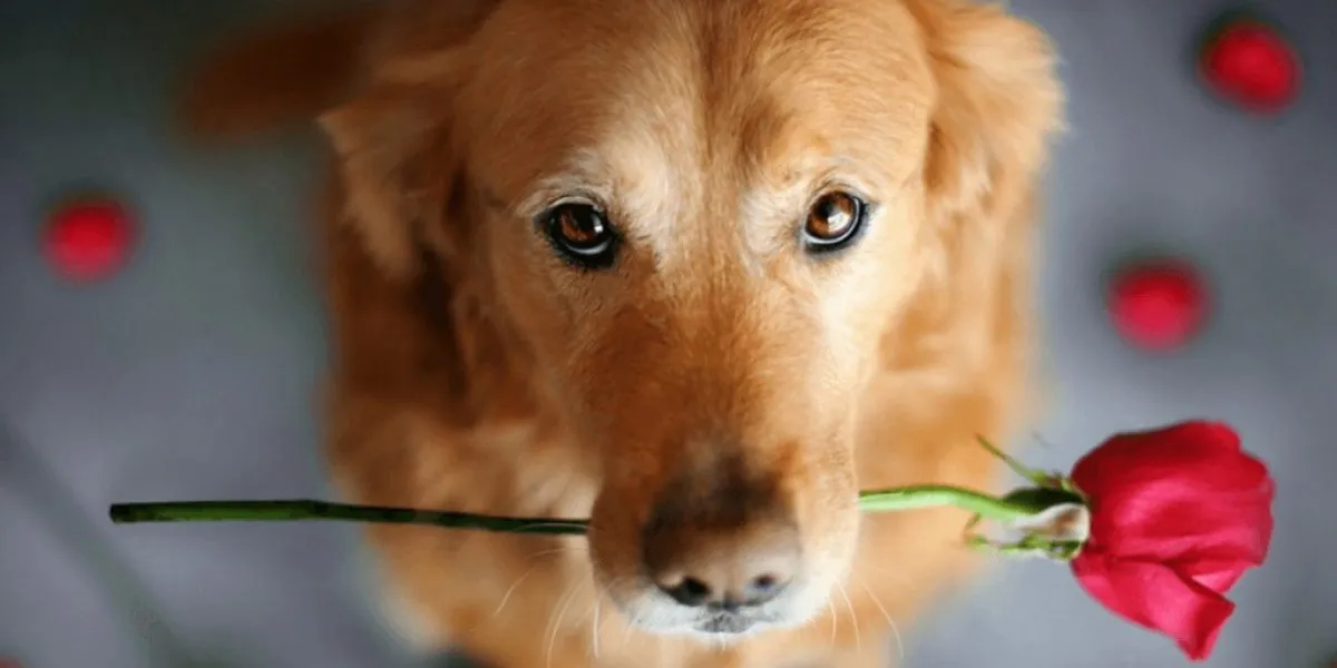 perro