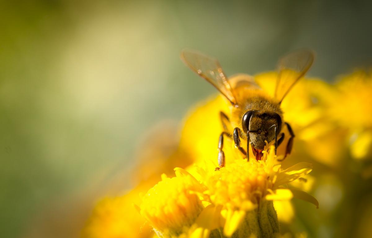 miel-abejas-gourmet-1