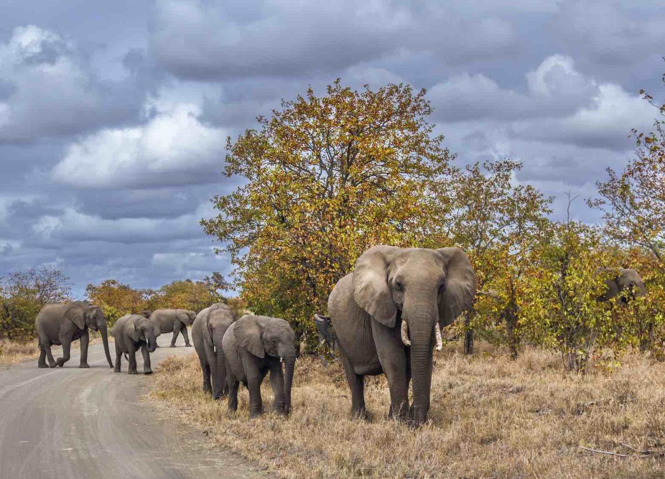 Elefante 3 (1)