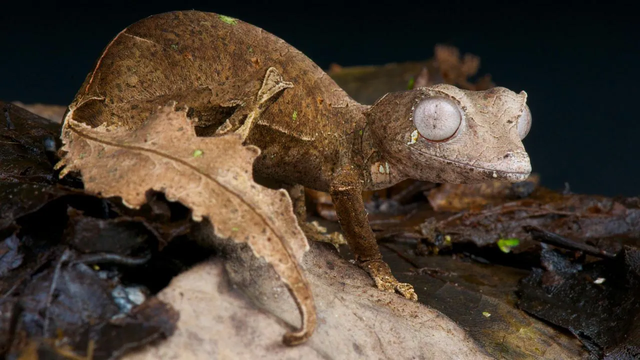 reptiles gecko cola de hoja