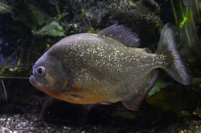 piraña