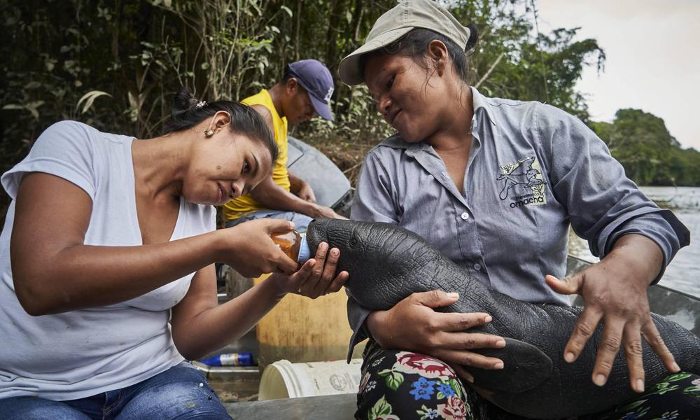 04 Una vida protegiendo a las criaturas acuáticas del Amazonas. El País.