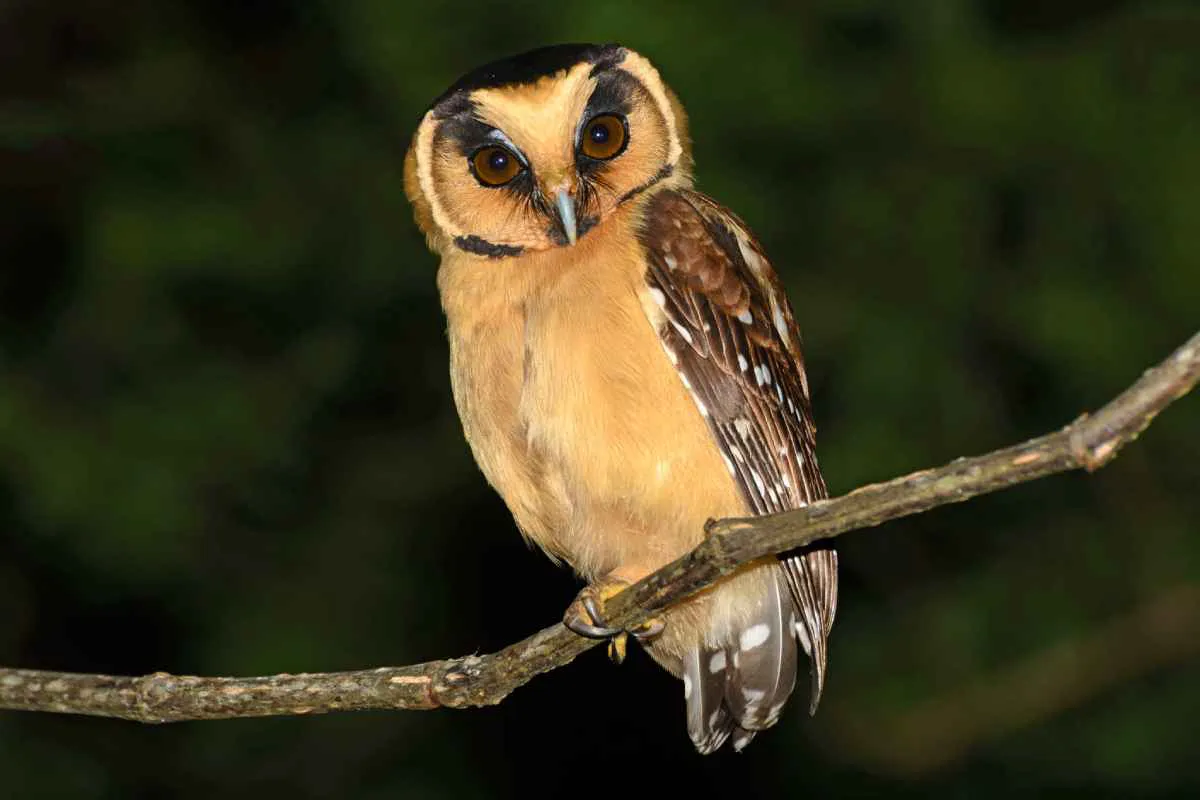 lechuza canela