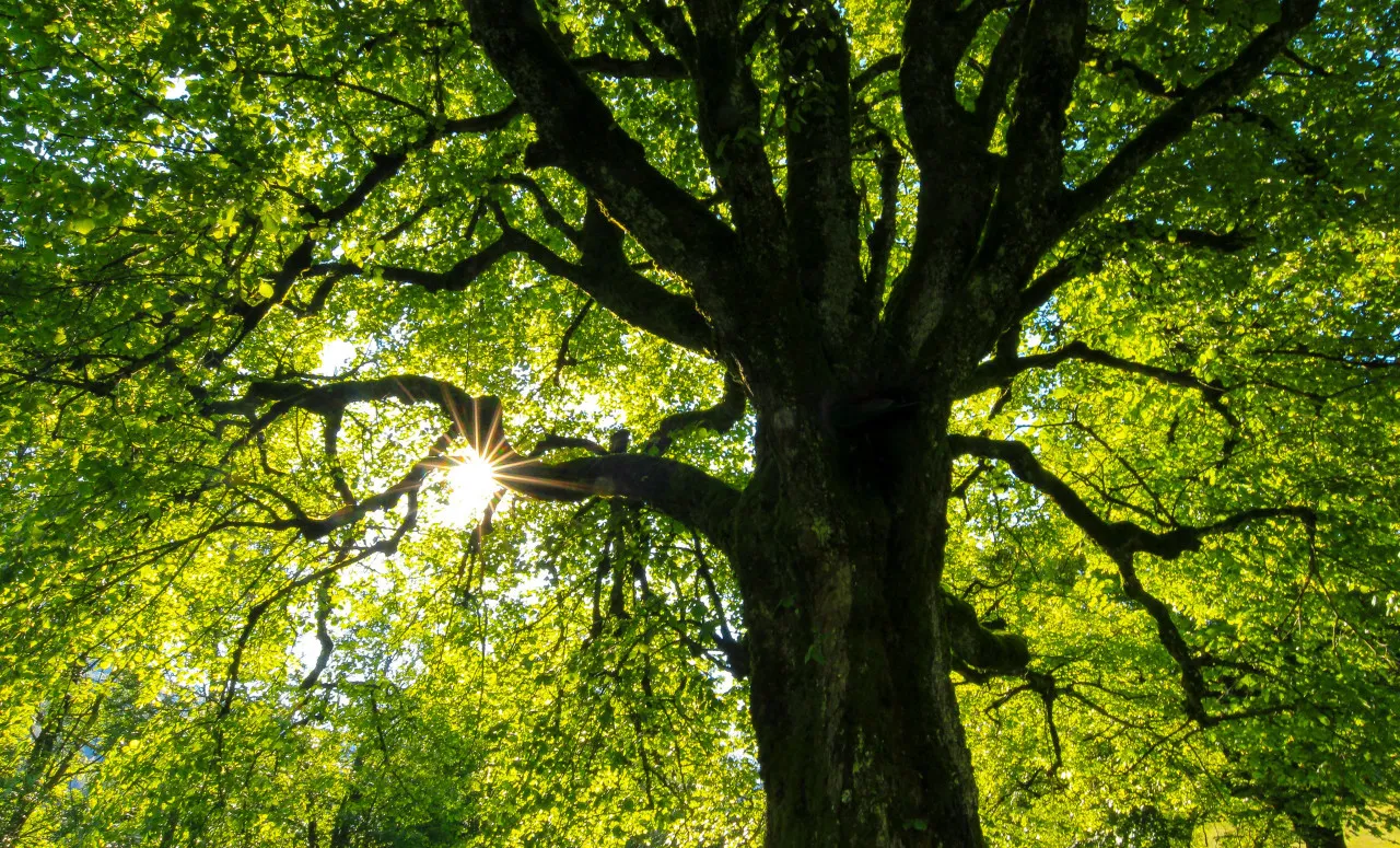 sheba arbol