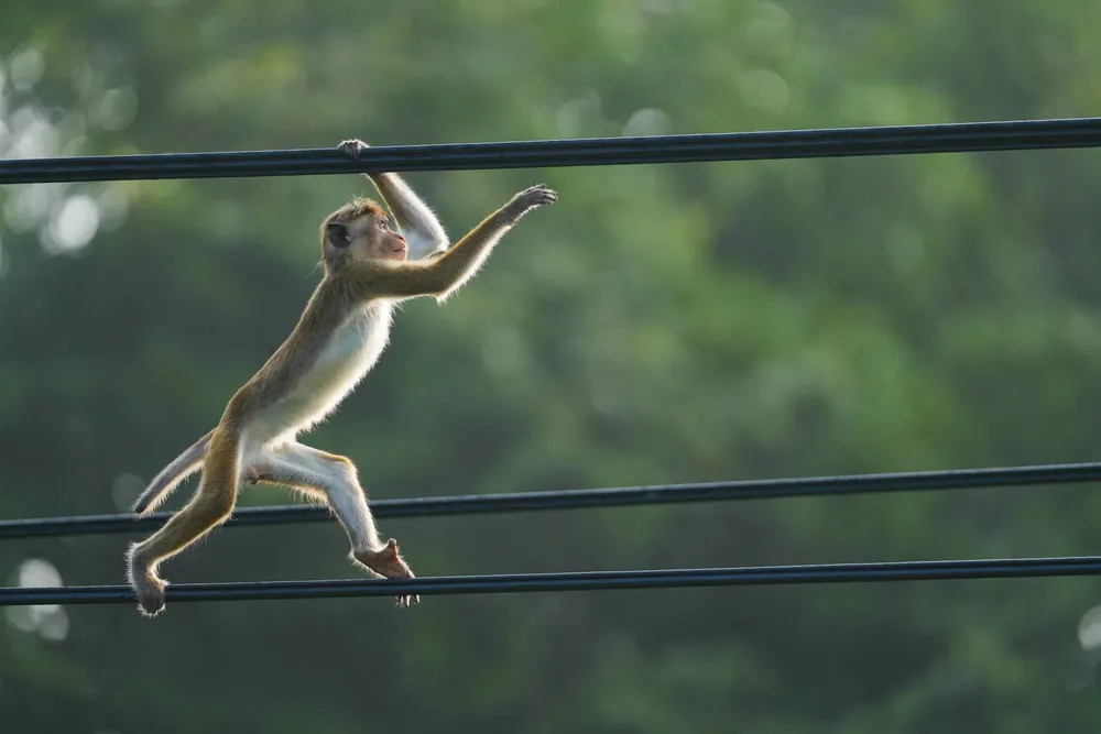 mono sri lanka