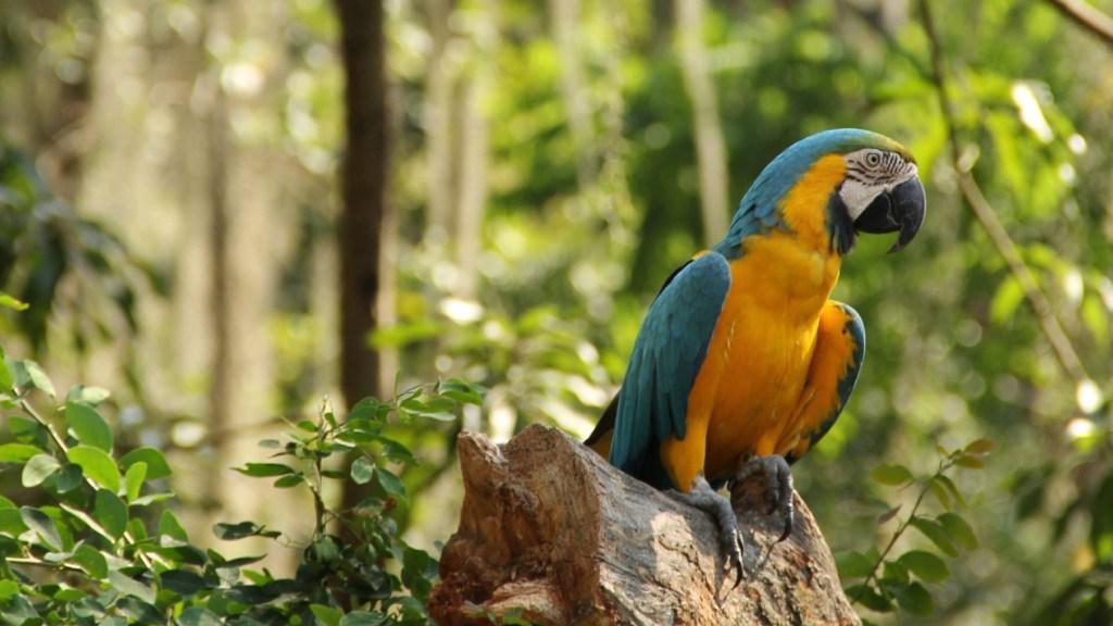 aves cordoba