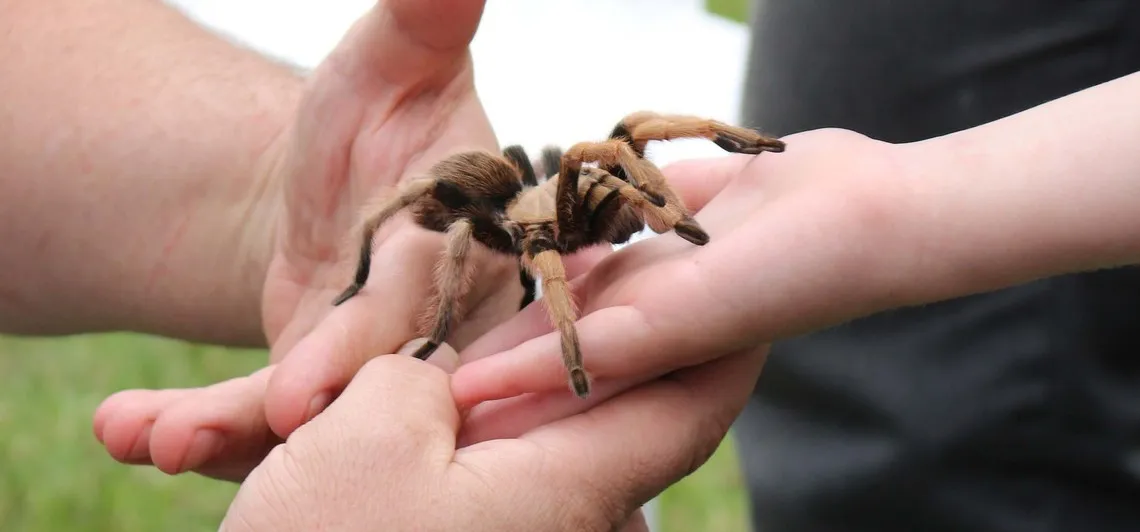 aracnofobia-el-miedo-a-las-aranas-grande