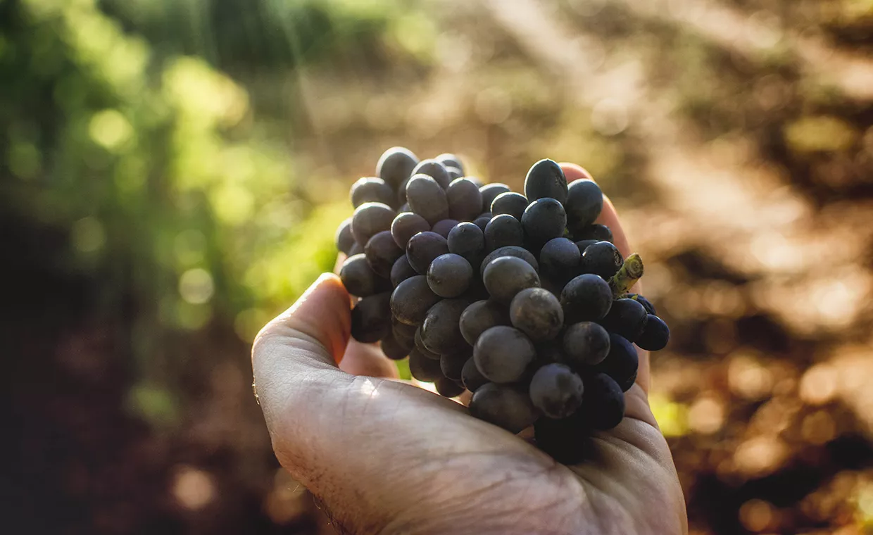uvas 2