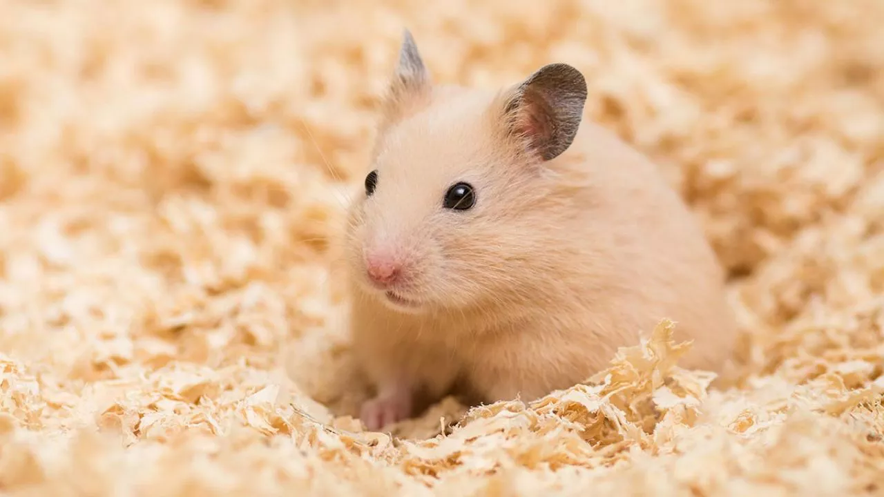 mascotas-roedores-hamster8-1280x720x80xX