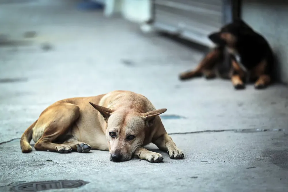 perros