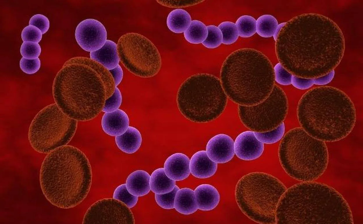 streptococcus pyogenes