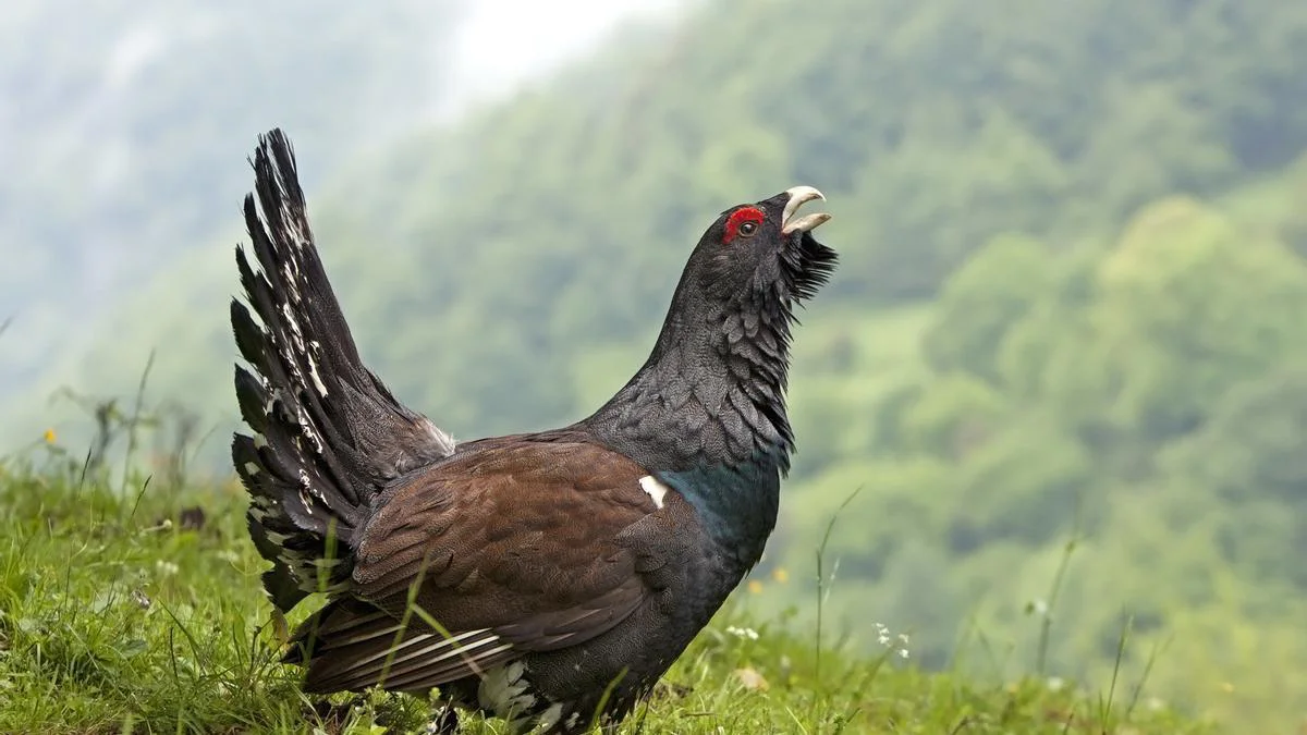 aves