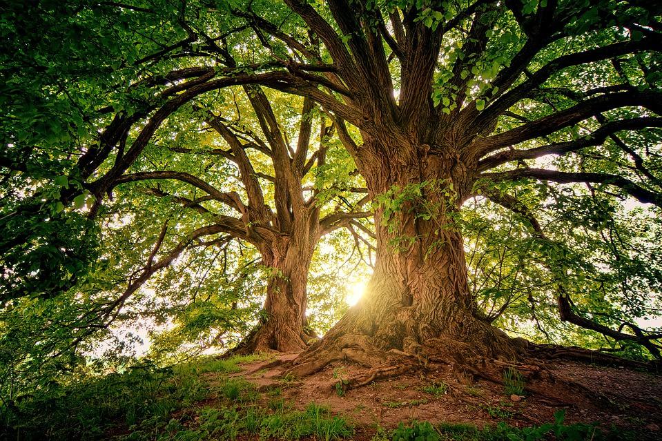 arbol viejo