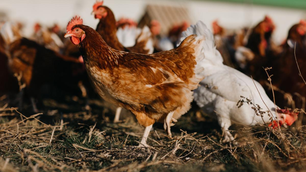 las-gallinas-se-crian-en-libertad-y-se-alimentan-de-cereal