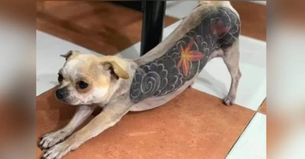 perros-tatuados-portada