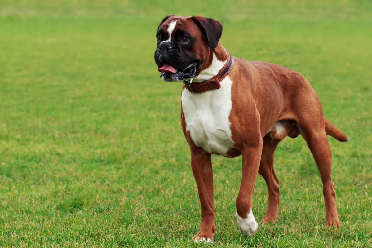 boxer_seguro_perro_santevet-56