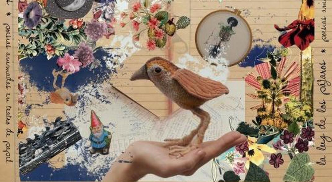 la luz de los pajaros
