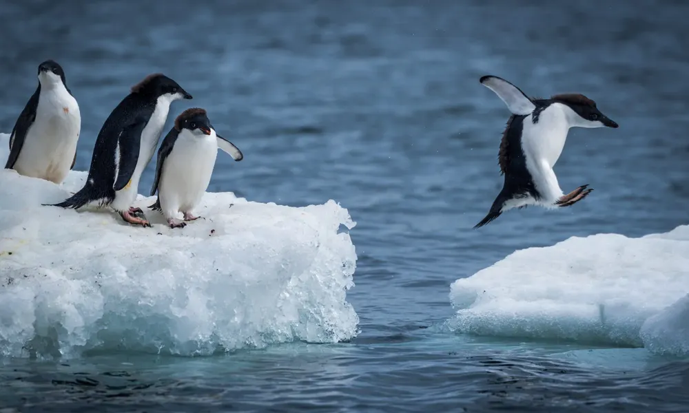 pinguinos