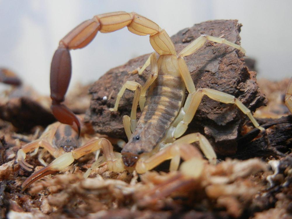 Alacrán-Tityus-trivittatus