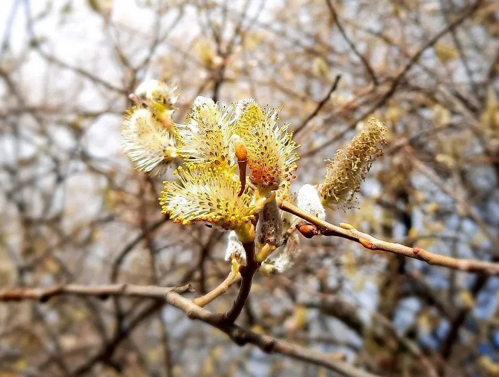 polen de abeja
