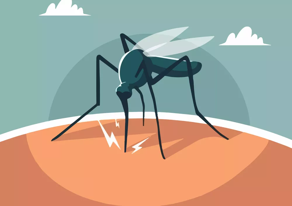 dengue mosquito