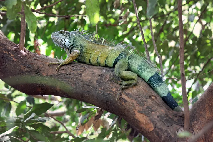 iguanas